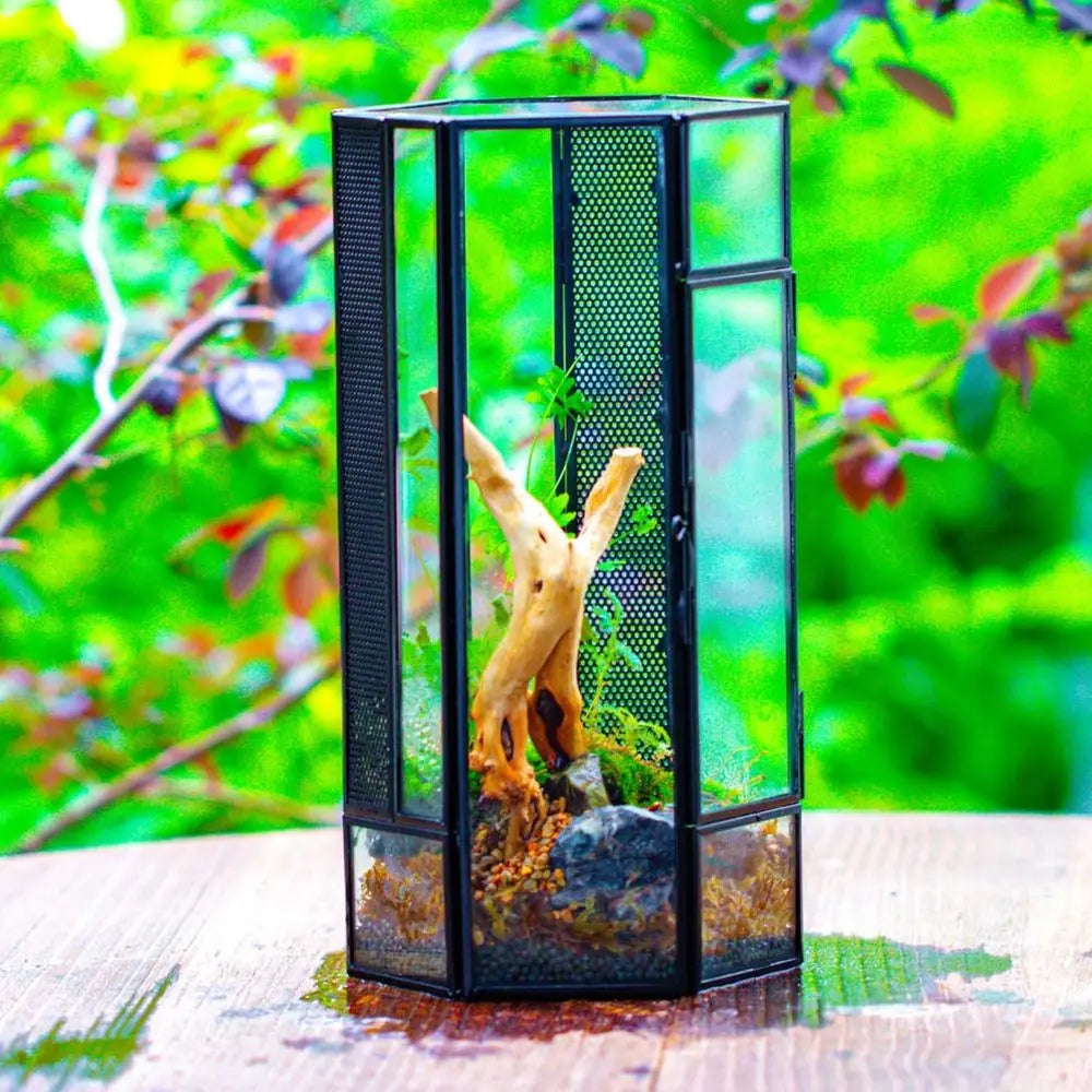 Small Glass Enclosure for Jumping Spiders