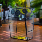 Glass Enclosure for Jumping Spiders