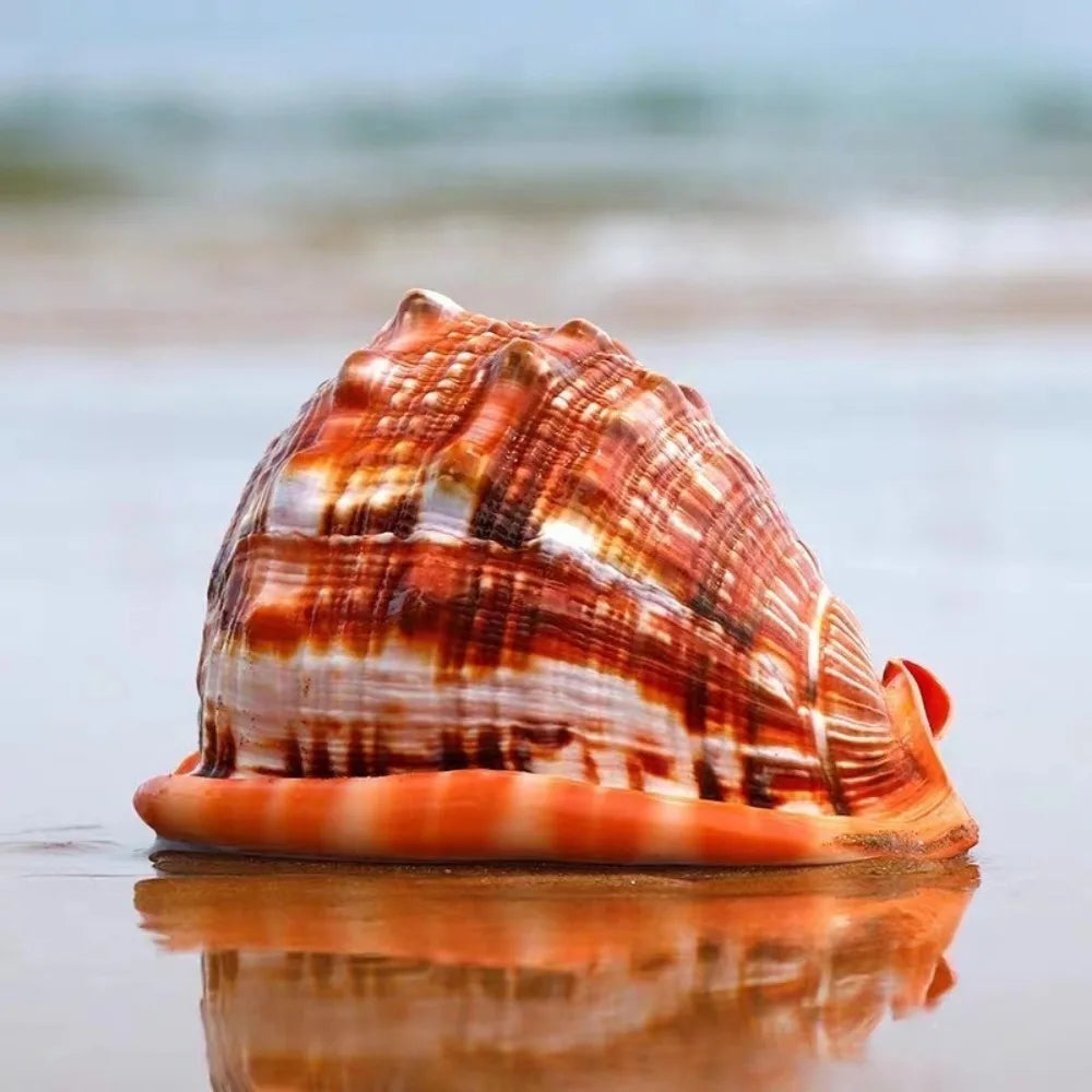 1pc Large Orange Red Conch Shell