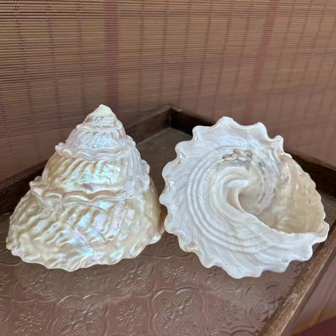 Polished Lace Tower Conch Shell