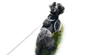 Get Realtime Pet Locations
