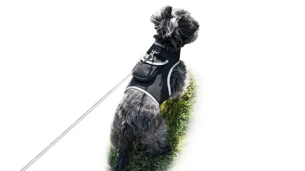 Get Realtime Pet Locations