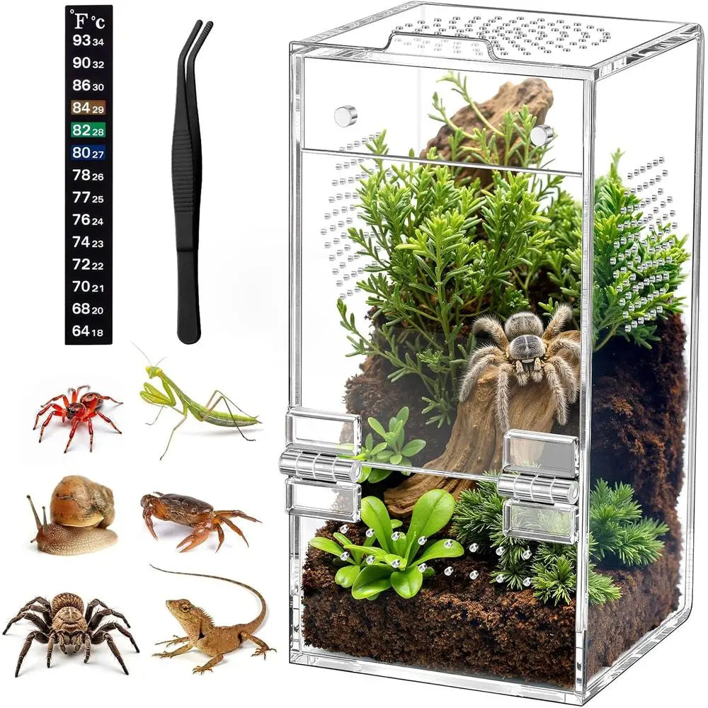 Jumping Spider Enclosure