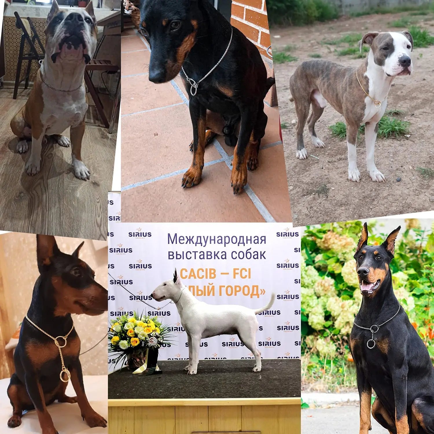 Heavy Duty Dog Choke Collar
