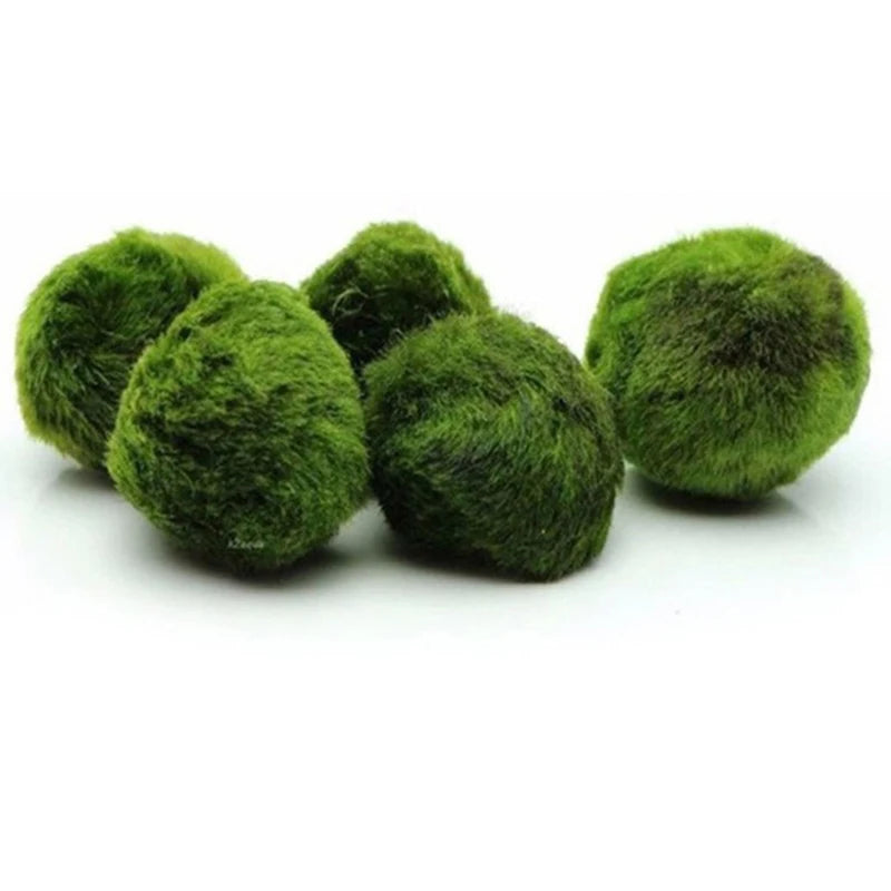 Live Aquarium Plant Algae