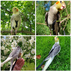 Bird Harness/Leash Activities