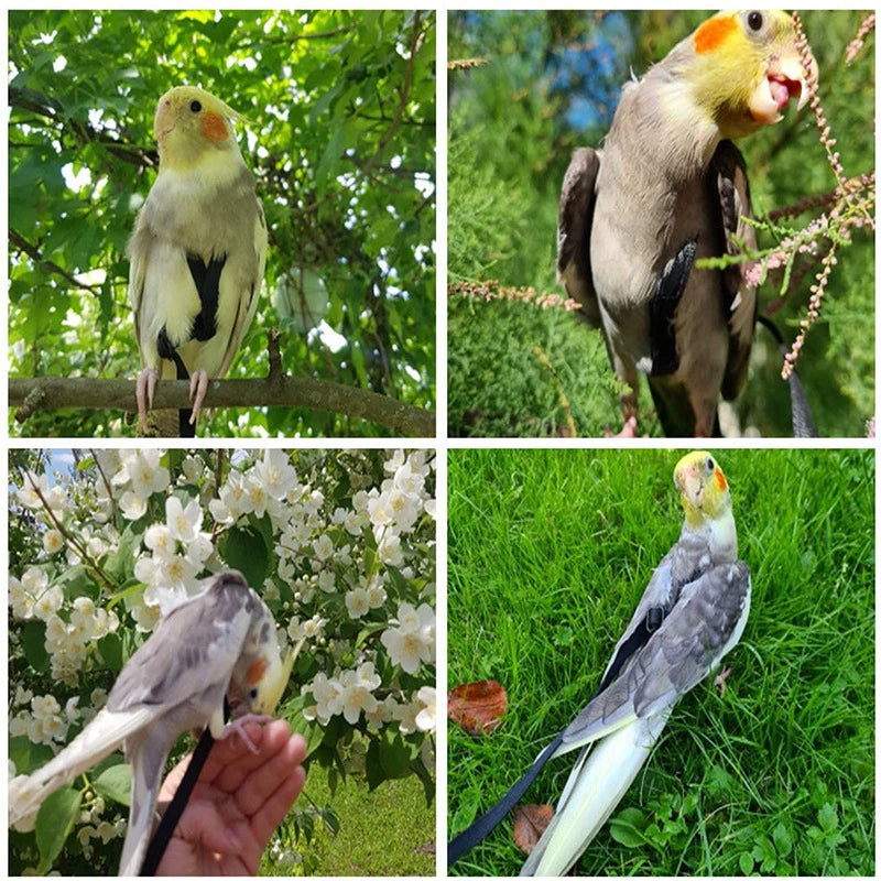 Bird Harness/Leash Activities