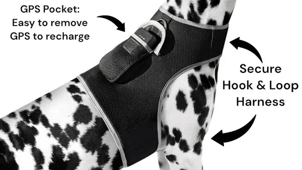 Get Realtime Pet Locations