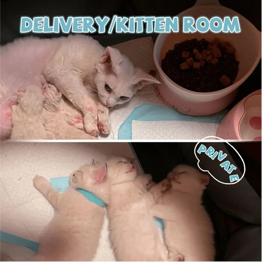 Pet Playpen