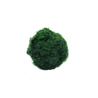 Live Aquarium Plant Algae