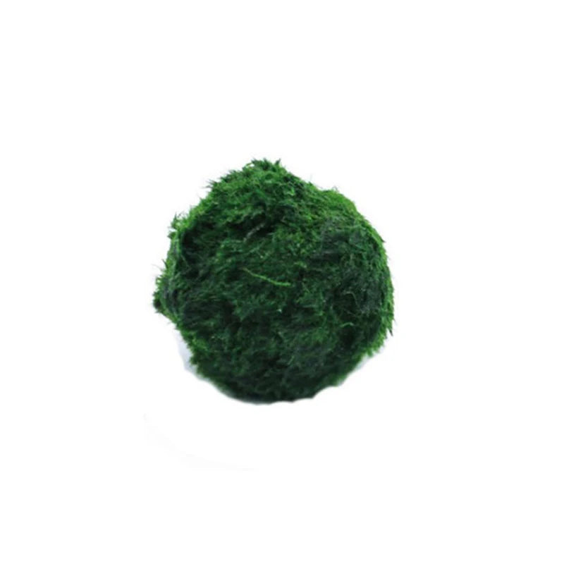 Live Aquarium Plant Algae