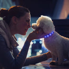 Rechargeable LED Dog Collar