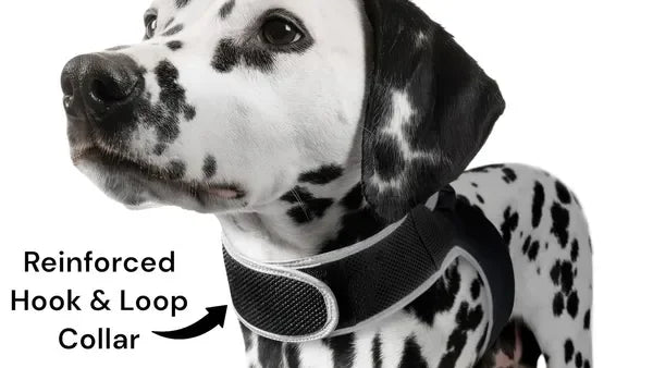 Get Realtime Pet Locations