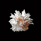 1pc Sea Chrysanthemum Shell Decor