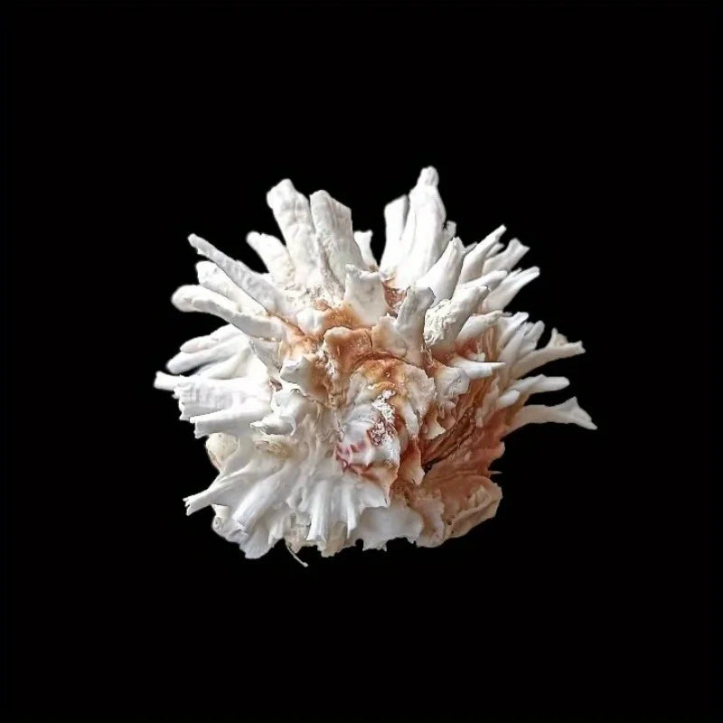 1pc Sea Chrysanthemum Shell Decor