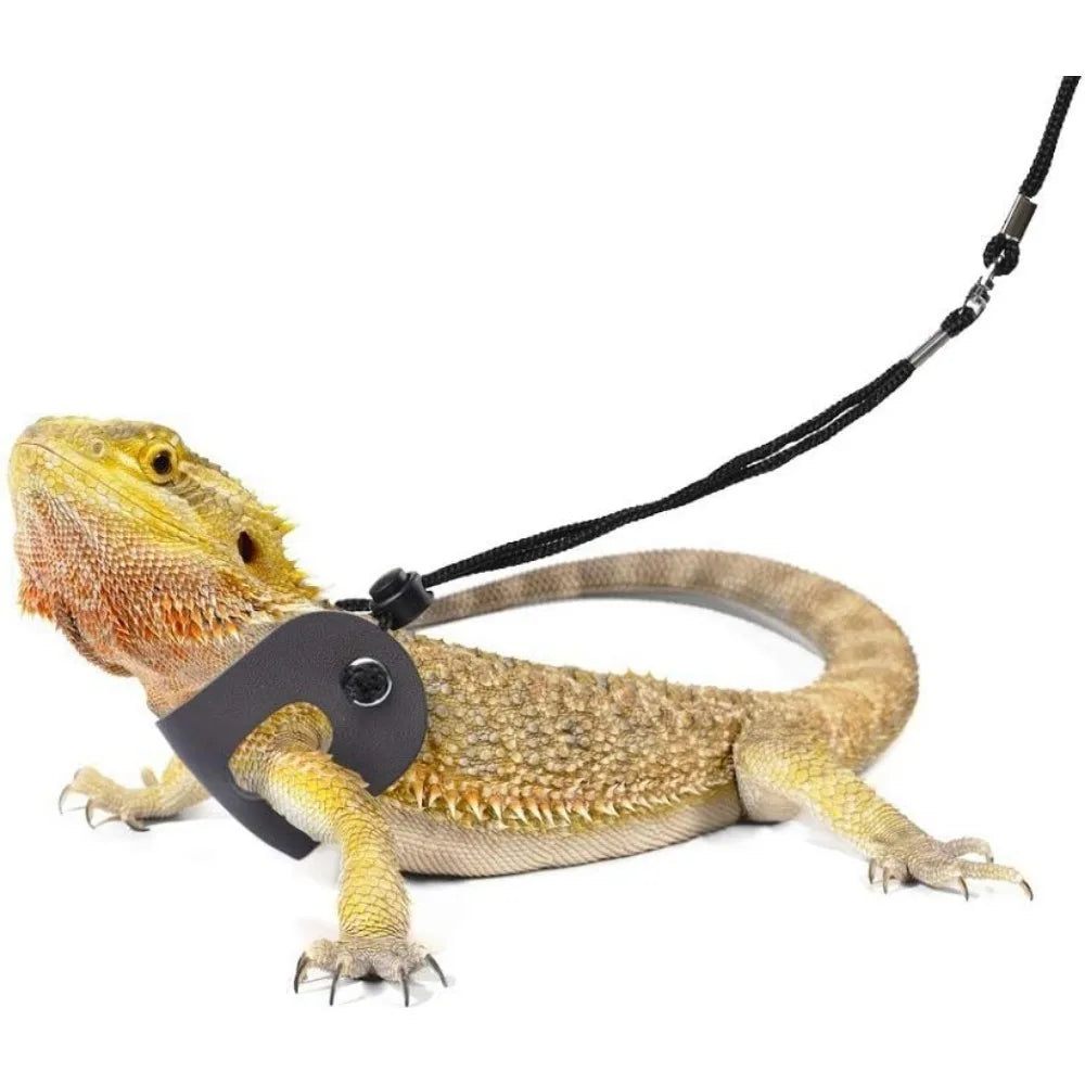 Bearded Dragon Harness/Leash
