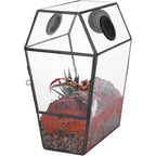 Glass Enclosure for Jumping Spiders