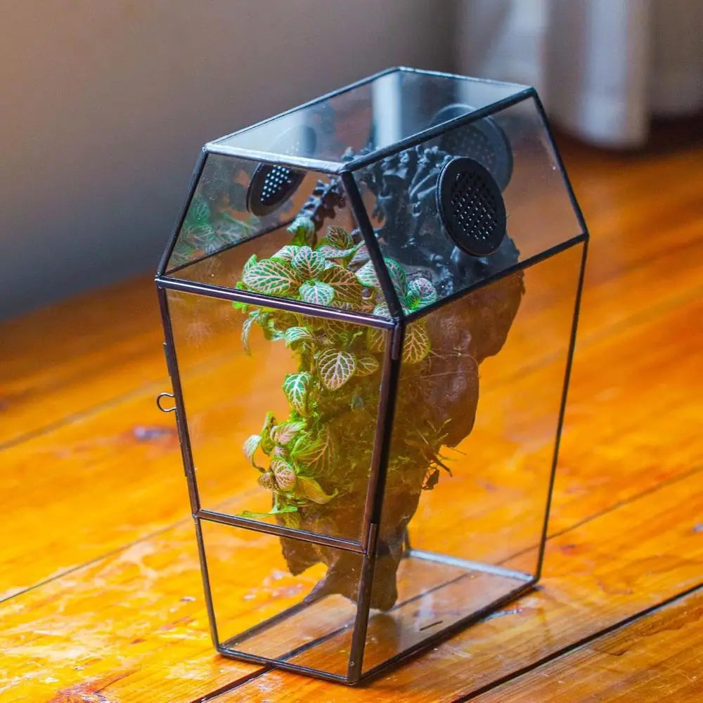 Glass Enclosure for Jumping Spiders
