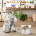 Elevated Ceramic Cat Bowl with 15° Tilt