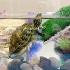 Turtle Climbing Platform/Sunbathing