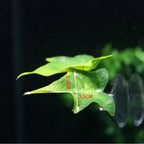 Betta Fish Leaf Hammock