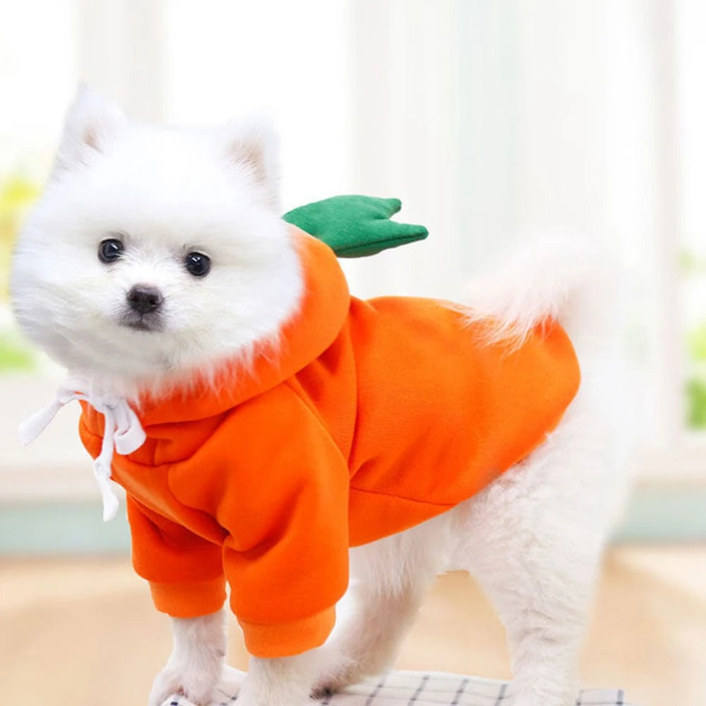 Cute Fruit Dog Clothes