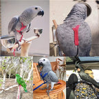 Bird Harness/Leash Activities