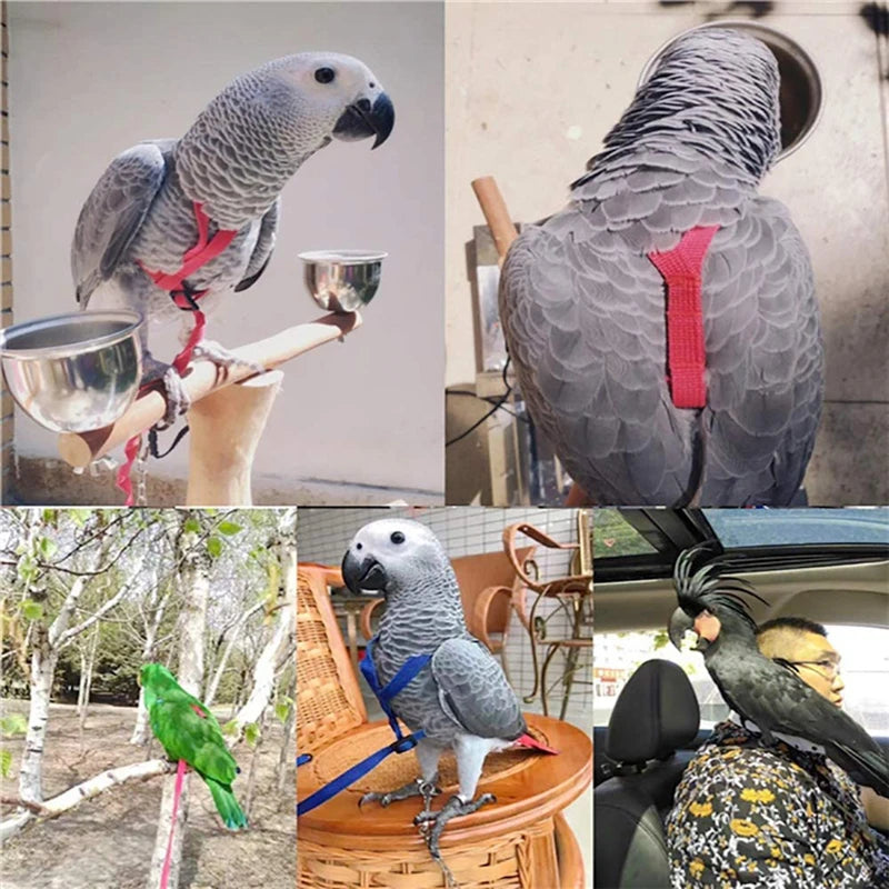 Bird Harness/Leash Activities