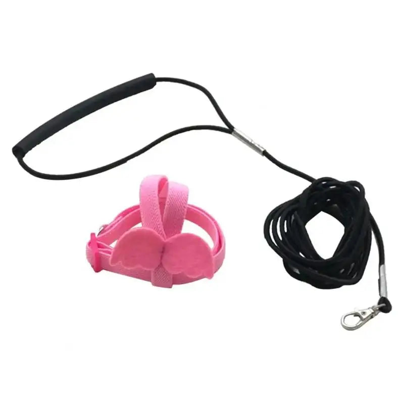 Bird Harness/Leash Training
