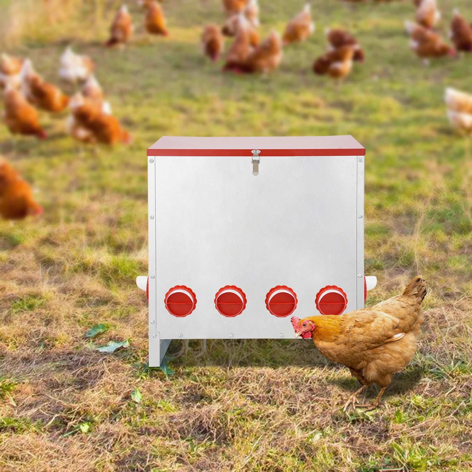 Galvanized Metal Chicken Feeder