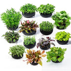 2Pcs Black Fish Tank Water Grass