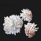 1pc Sea Chrysanthemum Shell Decor