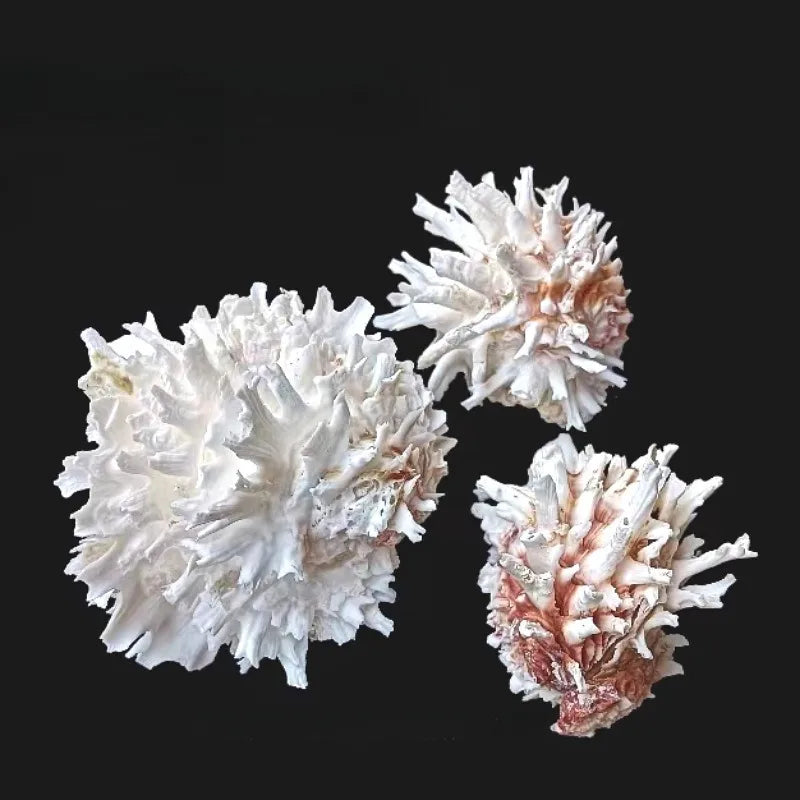 1pc Sea Chrysanthemum Shell Decor
