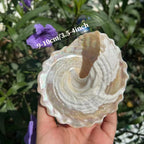 Polished Lace Tower Conch Shell