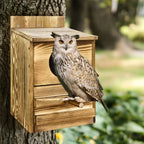 Screech Owl House