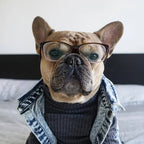 Dog Jeans Jacket Denim
