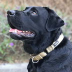 Escape-Proof Martingale Dog Collar