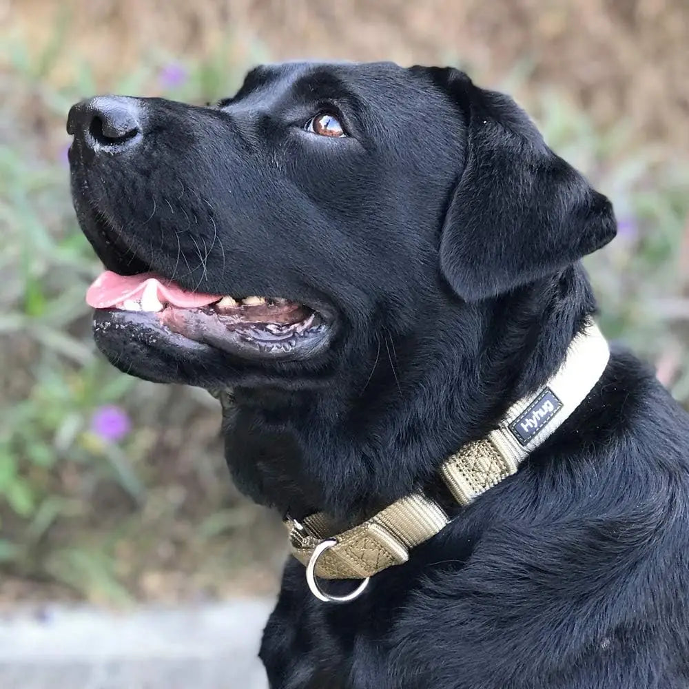 Escape-Proof Martingale Dog Collar