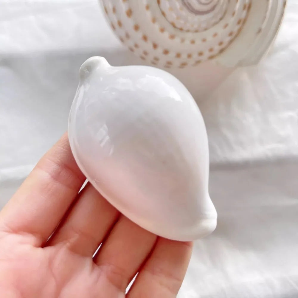 1pc Pure White Conch Shell