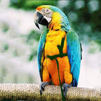 Bird Harness/Leash Activities