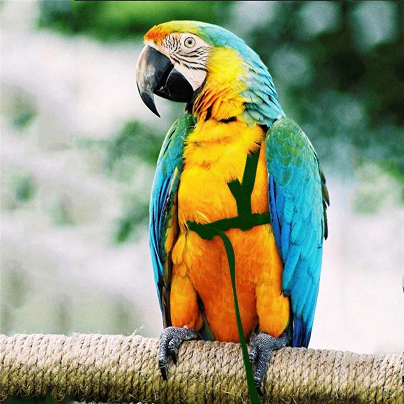 Bird Harness/Leash Activities