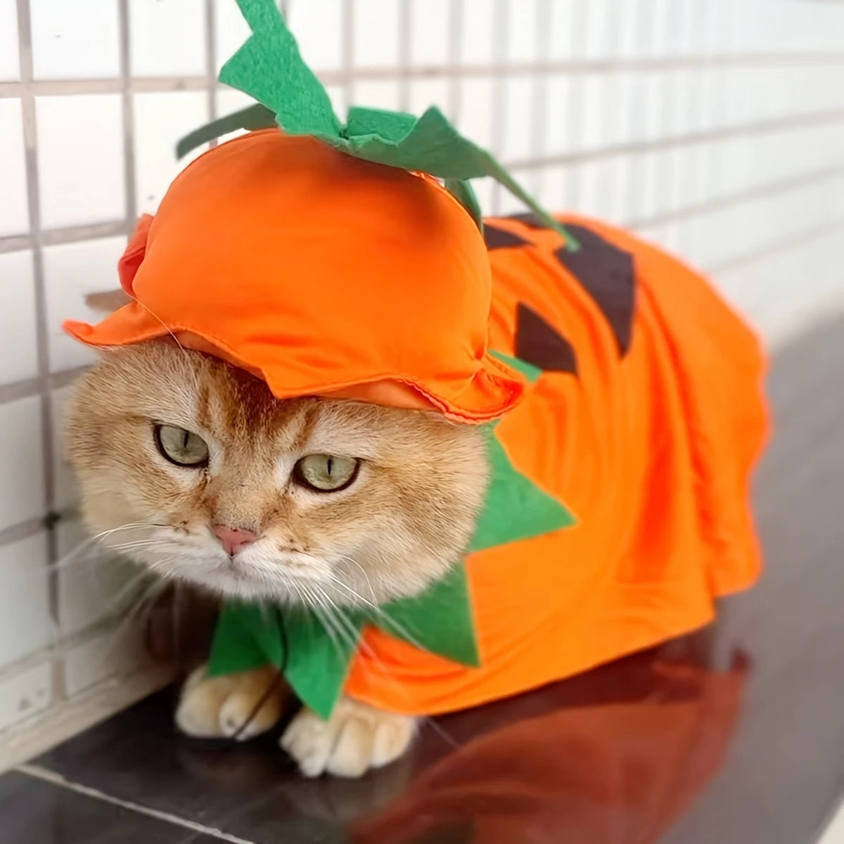 2Pcs Halloween Cat Costumes