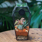 Glass Enclosure for Jumping Spiders