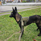 Tactical Dog Harness Leash Set