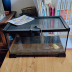Mini Glass Terrarium Tank
