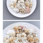 Conch Shell Mix Set Fish Tank