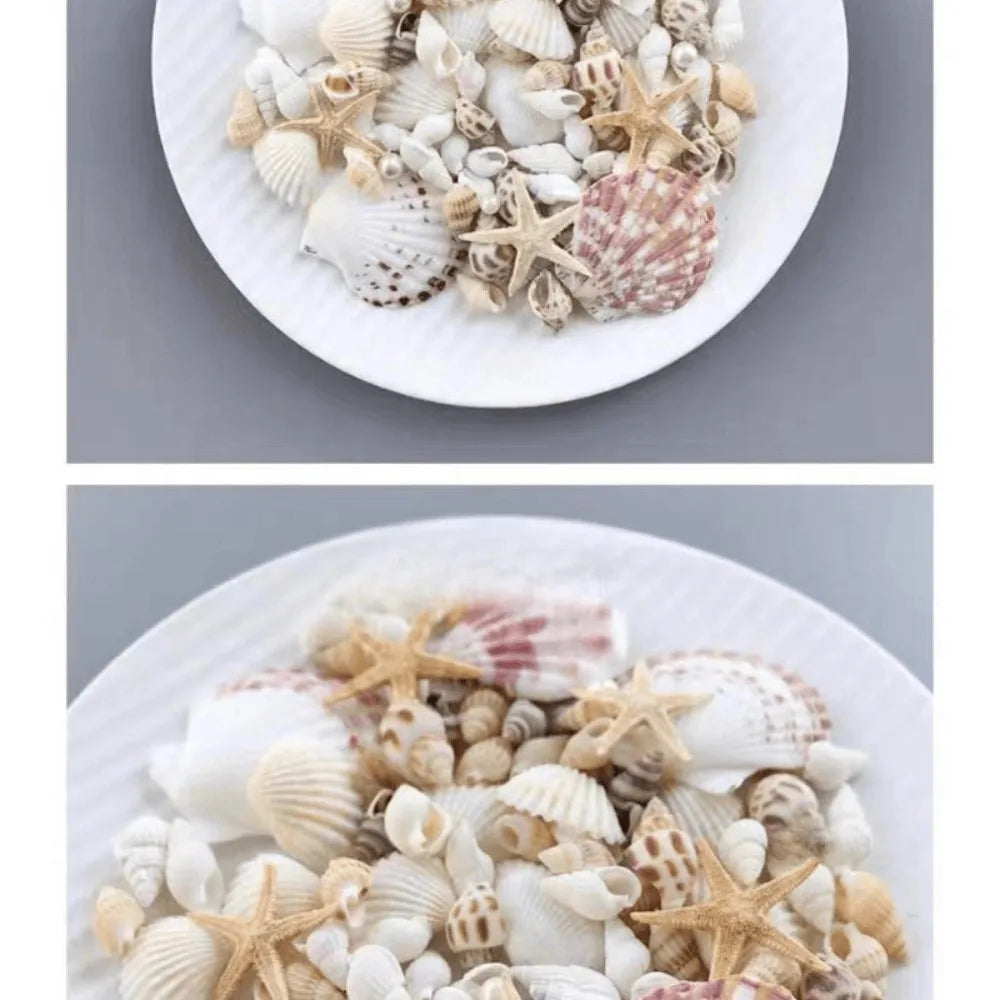 Conch Shell Mix Set Fish Tank
