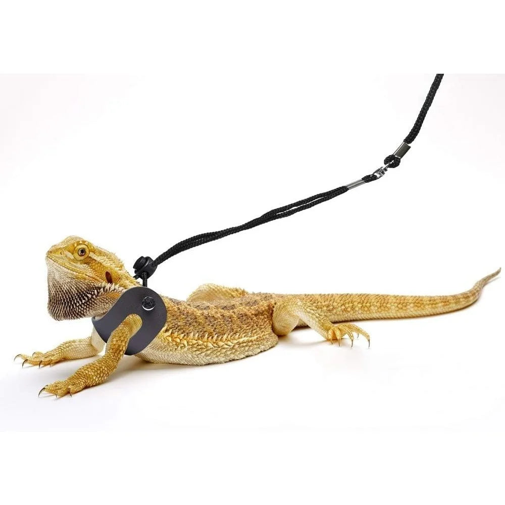 Bearded Dragon Harness/Leash