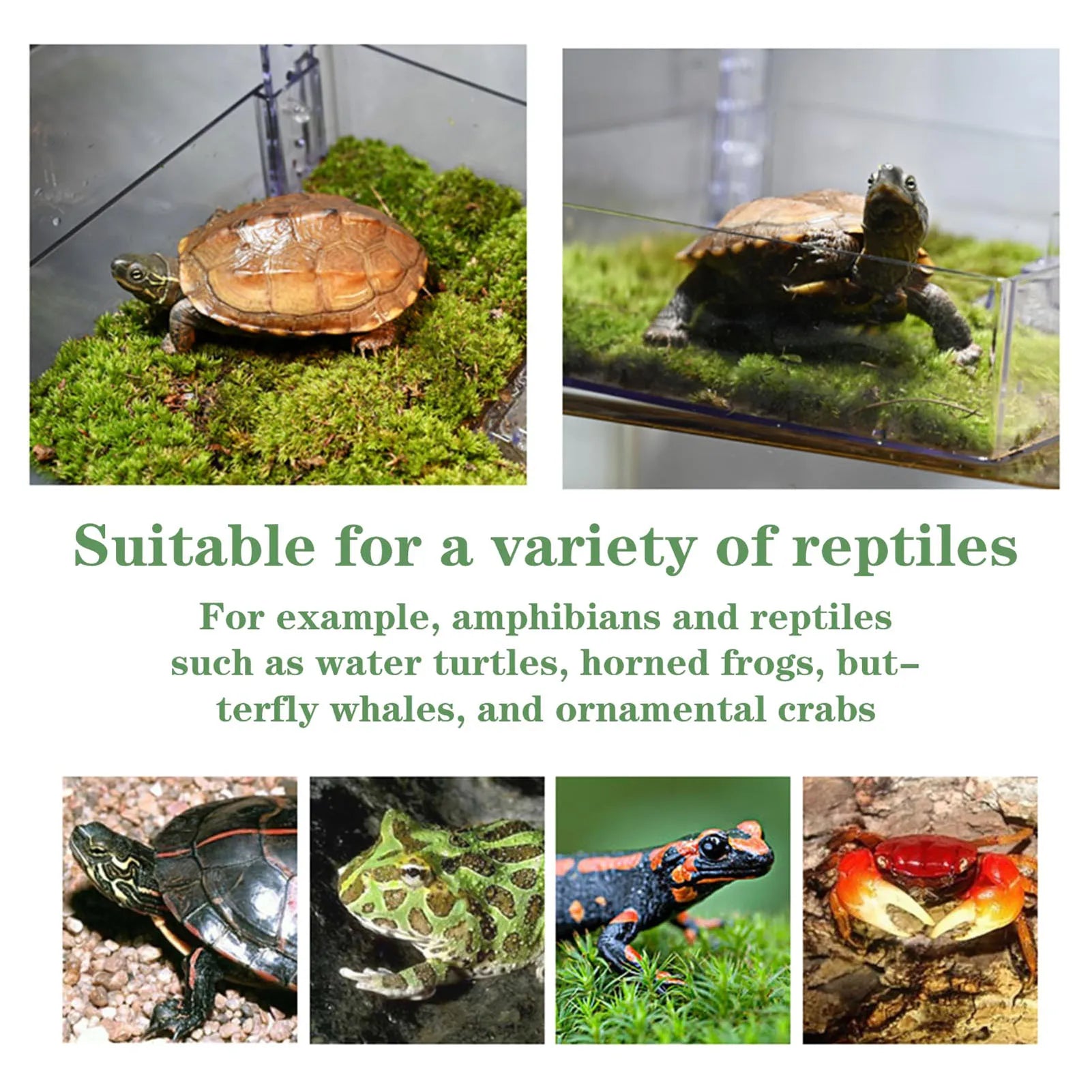 Turtle Resting Basking Platform