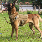 Large Dog Harness/Leash Set